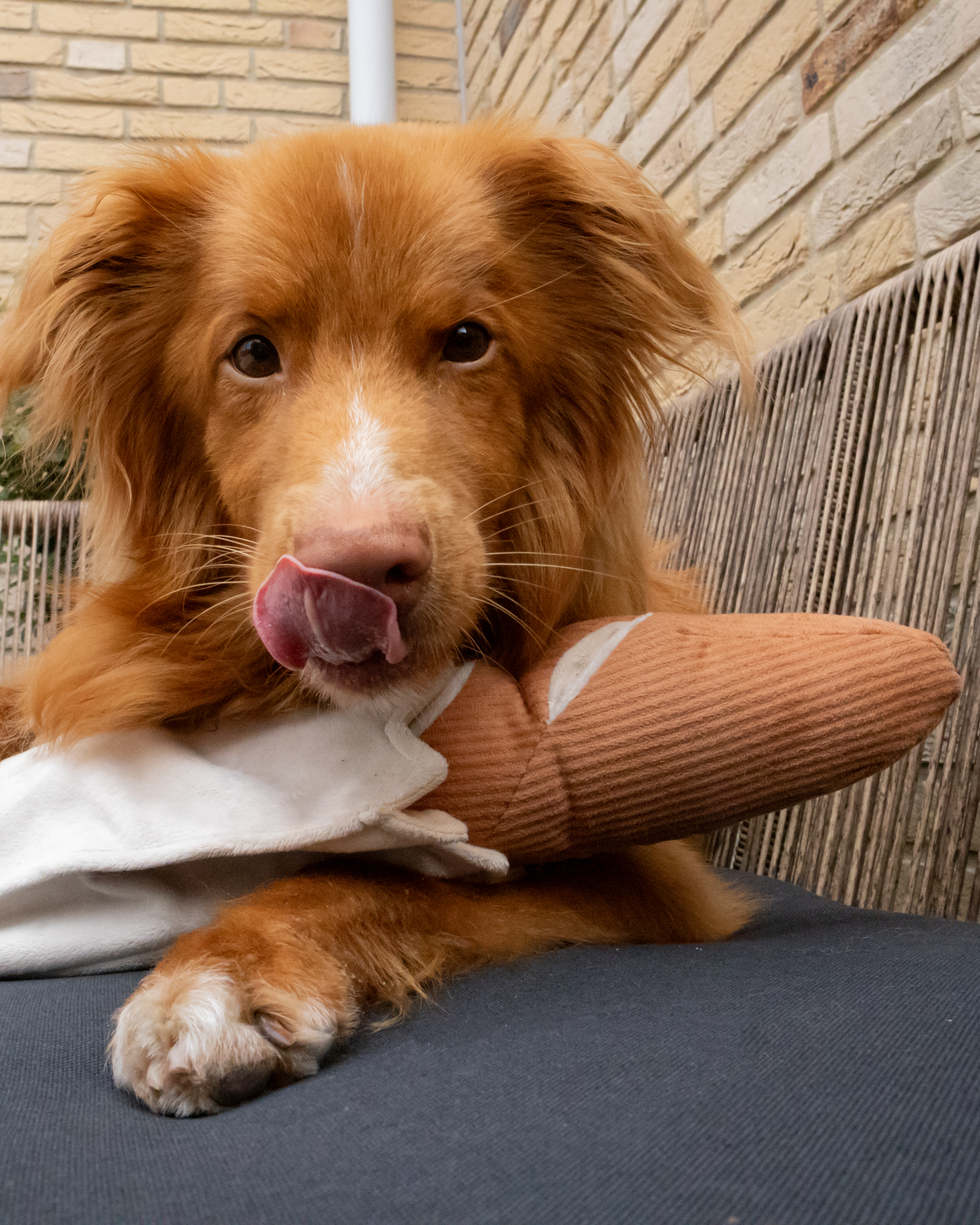 BAGUETTE - Lambwolf collective - dog toy