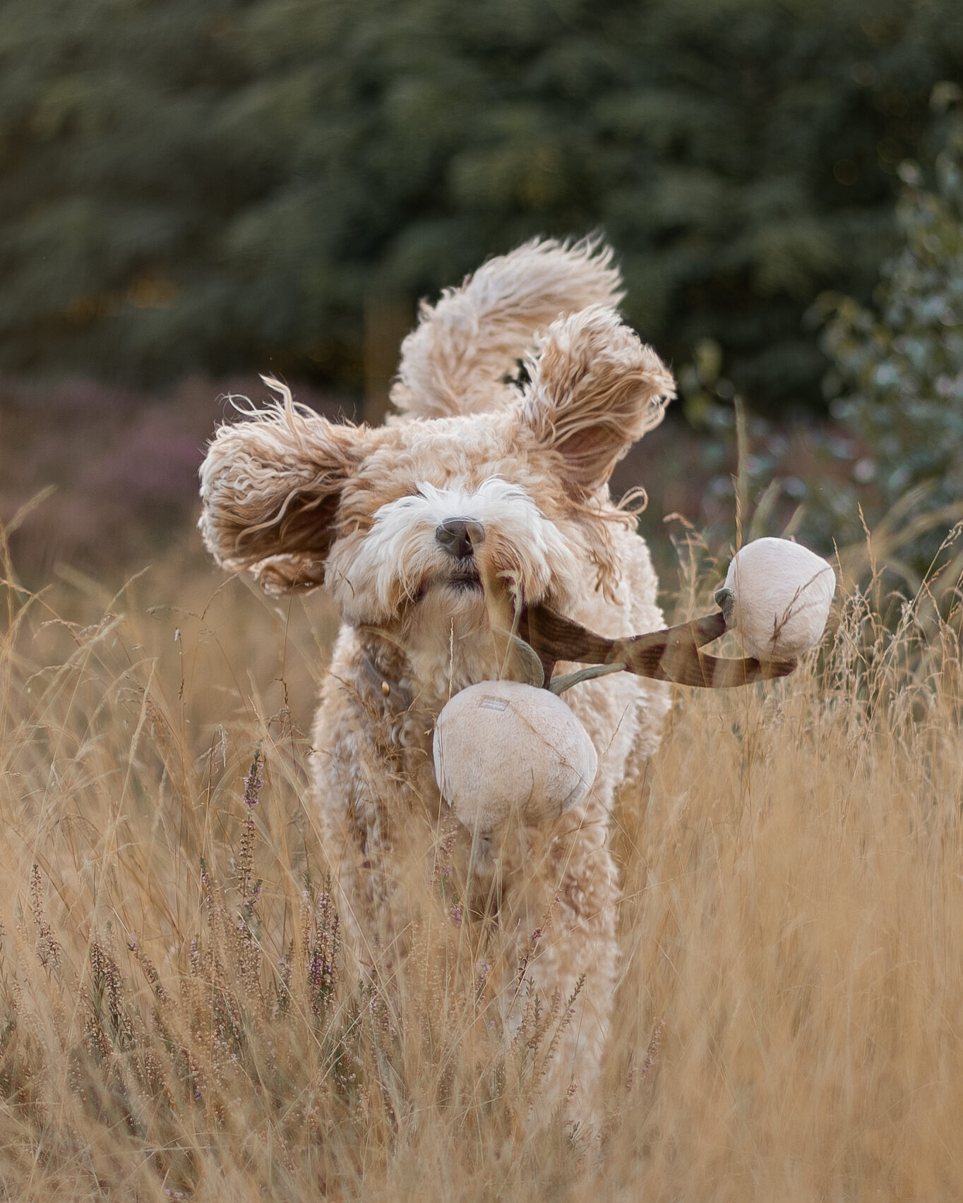 Momo dog toy | Lambwolf Collective