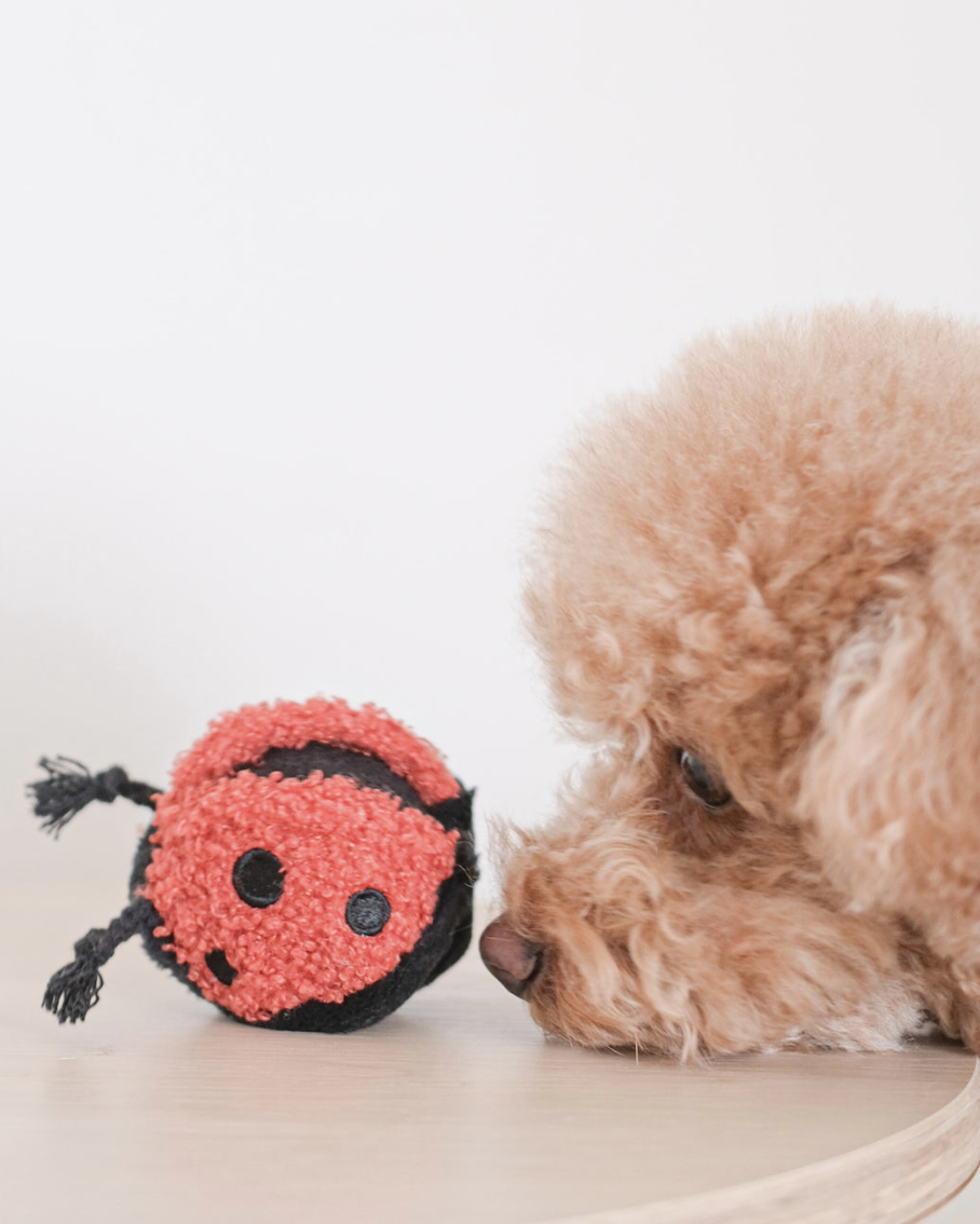 LADYBUG POP - Lambwolf honden speelgoed
