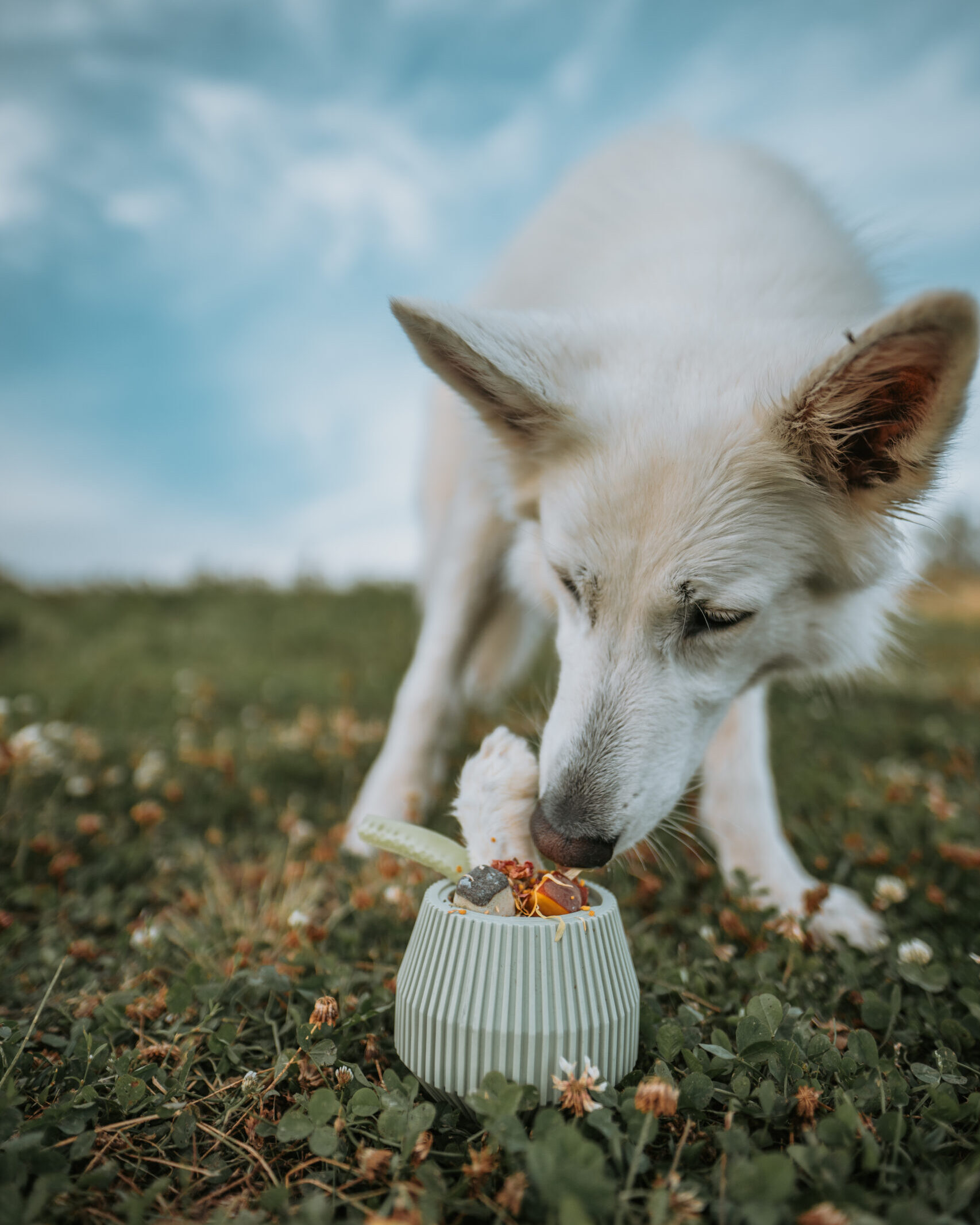 YUME - LIEVICK enrichment product - dog toy