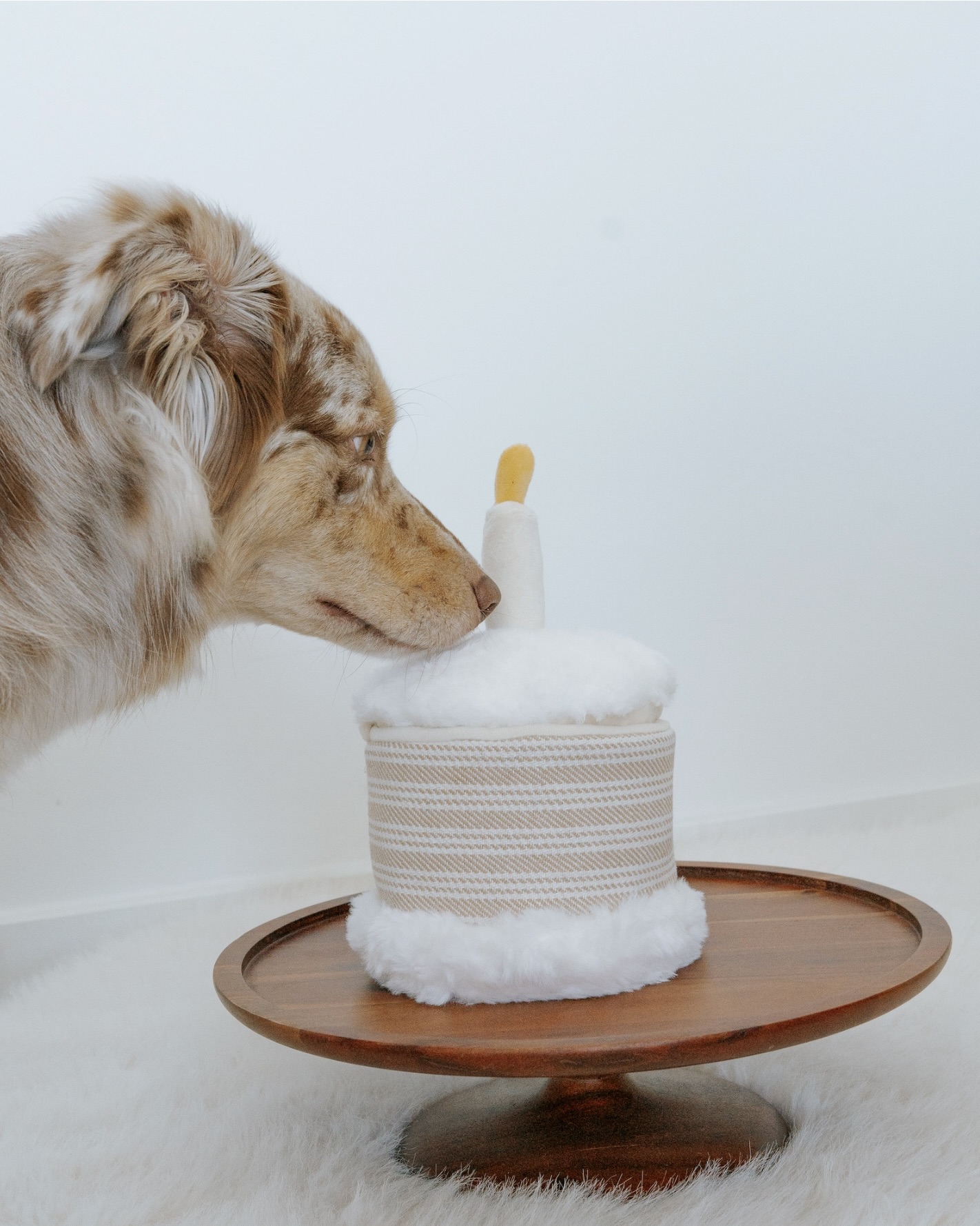 Birthday cake - Lambwolf collective - honden speelgoed