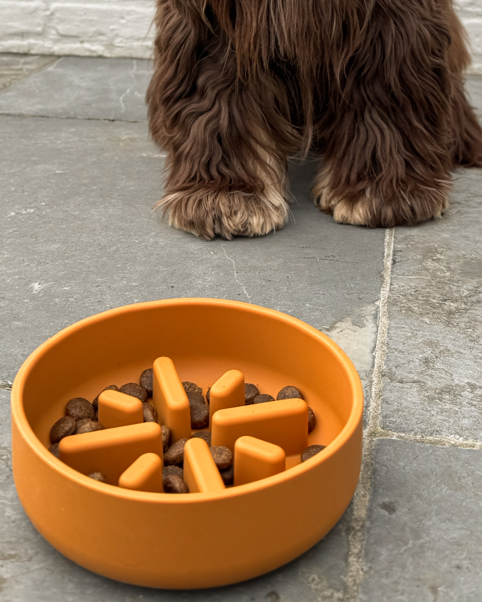 Dog Slowfeeder medium