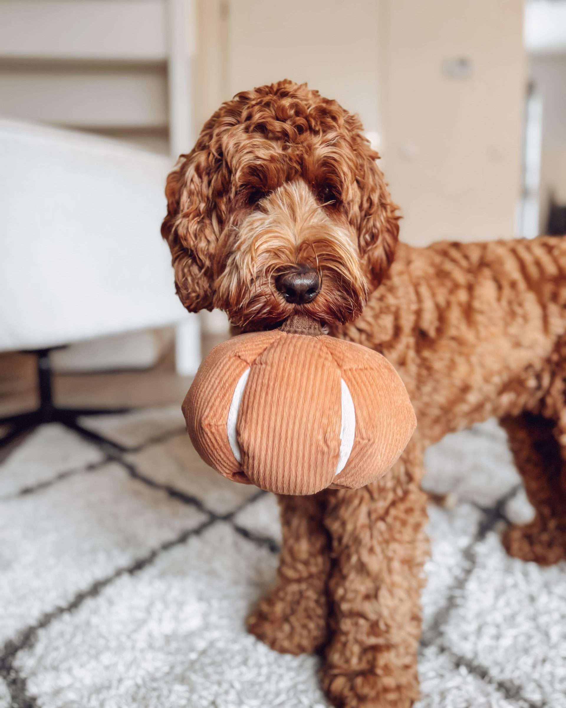 Luna labradoodle